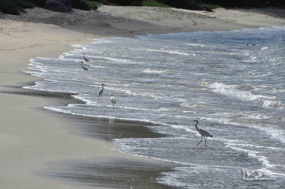 Muitas garças na praia da Costeira, em Governador Celso Ramos, litoral de Santa Catarina